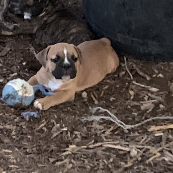 Blue Collar Kennel - Pet Breeders Near Me Blue Collar Kennel - Pet Breeders Near Me