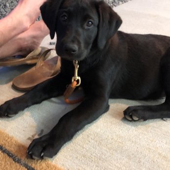 Ducktown Retrievers - Pet Breeders Near Me - Cumming, Georgia
