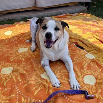 Lee Animal Hospital - Outside time post-op! - Veterinarians Near Me - Orange, California Lee Animal Hospital - Outside time post-op! - Veterinarians Near Me - Orange, California