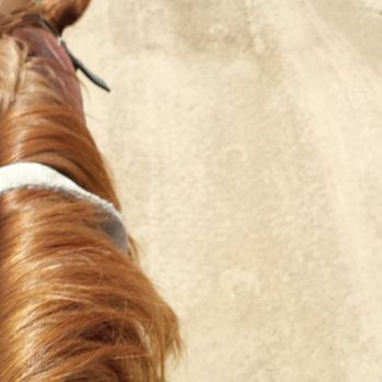 JB Ranch - My horse,Buddy - Horseback Riding Near Me - Elverta, California JB Ranch - My horse,Buddy - Horseback Riding Near Me - Elverta, California