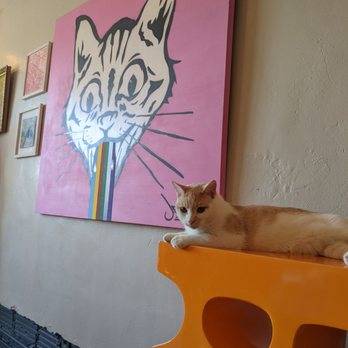 Mac Tabby Cat Cafe - Themed Cafes Near Me - Charlotte, North Carolina