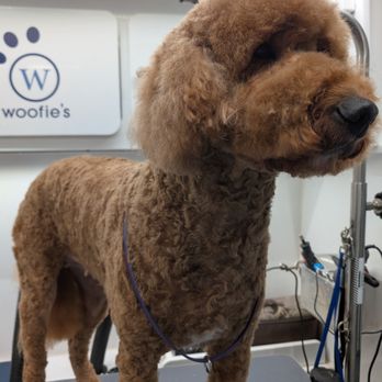 Woofie's - Pet Groomers Near Me - Dallas, Texas Woofie's - Pet Groomers Near Me - Dallas, Texas