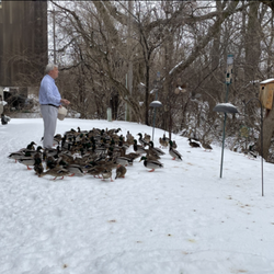 Perry K Tuneberg, DDS & Associates - Daily feeding of the ducks. Next time you visit the office, or just passing by, you're welcome to be the guest feeder.