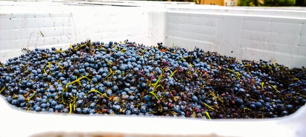 Bodega Lagarde by null
