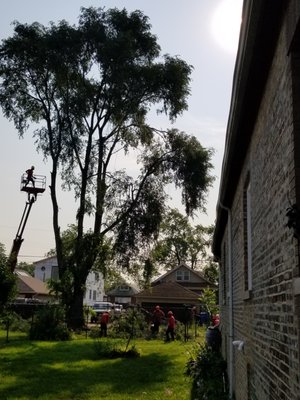 Tree Service Experts - Meca Tree Service provides tree trimming, removal, lot clearing, and more in Chicagoland. Tree Service Experts - Meca Tree Service provides tree trimming, removal, lot clearing, and more in Chicagoland.