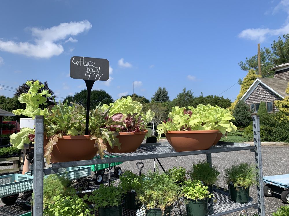 MIDDLE ROAD PLANTATIONS Updated September 2024 Riverhead, New York Nurseries & Gardening