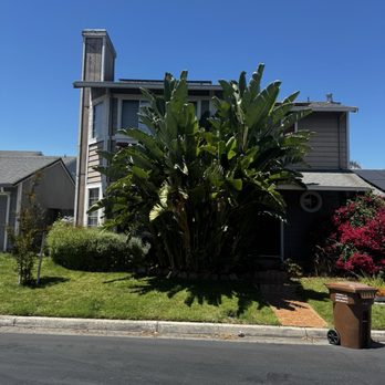Califa Tree Care - Before removal - Tree Services Near Me Califa Tree Care - Before removal - Tree Services Near Me