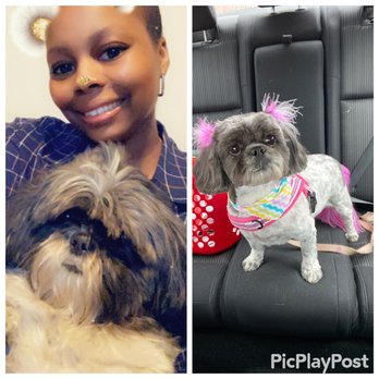 QC Canine Design - Before and after - Pet Groomers Near Me - Charlotte, North Carolina QC Canine Design - Before and after - Pet Groomers Near Me - Charlotte, North Carolina