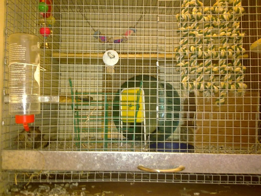 PETS AT HOME Updated September 2024 14 Photos Longwood Rd