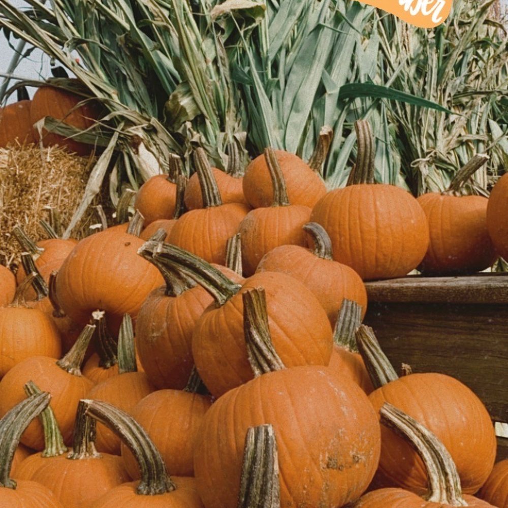 Echobrook Nursery - Pumpkins and corn - Nurseries & Gardening Near Me - Worcester, Massachusetts