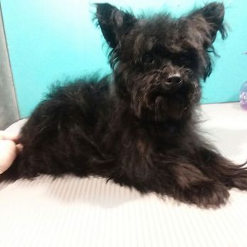 Purple Dog Grooming - Before on a yorkiepoo - Pet Groomers Near Me - Tyler, Texas