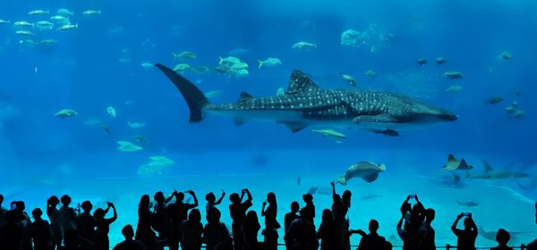 Okinawa Churaumi Aquarium by null