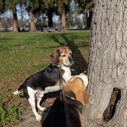Butcher Park