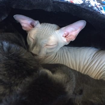 Hollywood Sphynx - Jerry delivered her to me at the airport in her amazing snuggle sack he custom made just for her. Starwars and faux fur. - Pet Services Near Me Hollywood Sphynx - Jerry delivered her to me at the airport in her amazing snuggle sack he custom made just for her. Starwars and faux fur. - Pet Services Near Me