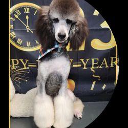 Pamelas Precious Poodles Doodles and Poos