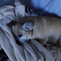 Joe's Pet Care & More