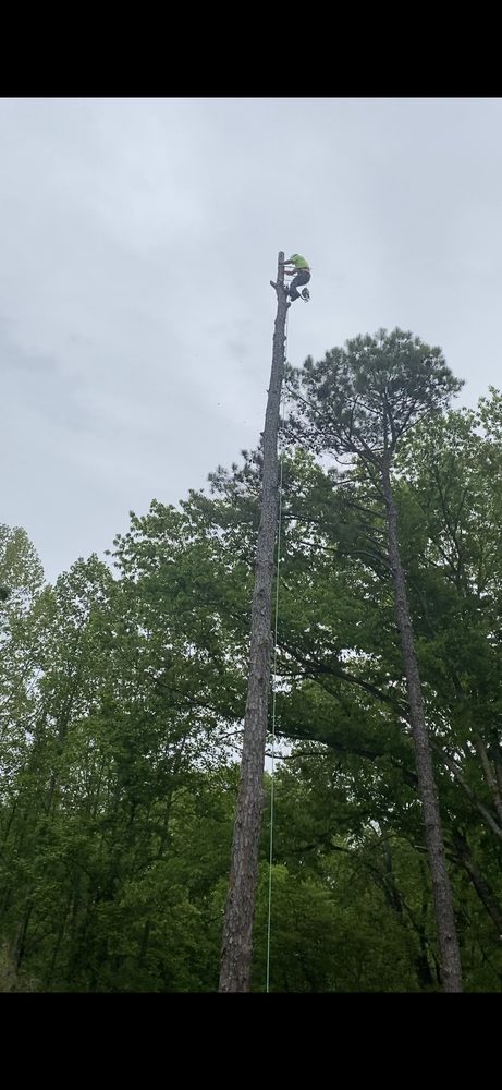 O'Juarez Tree Service - tree service in Nashville, TN