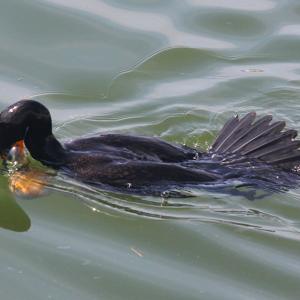 Cormorant