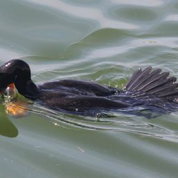 Cormorant Cormorant