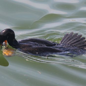 Wantagh Park - Cormorant - Parks Near Me - Wantagh, New York Wantagh Park - Cormorant - Parks Near Me - Wantagh, New York