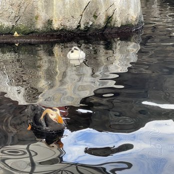 Alaska Sealife Center - Tufted puffin - Tours Near Me - Seward, Alaska
