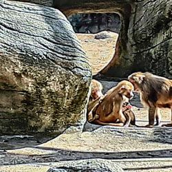 Tierpark Hagenbeck - Die Affenbande (11/2022)