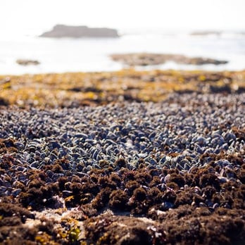 Fitzgerald Marine Reserve - holy mussels - Parks Near Me - Moss Beach, California Fitzgerald Marine Reserve - holy mussels - Parks Near Me - Moss Beach, California