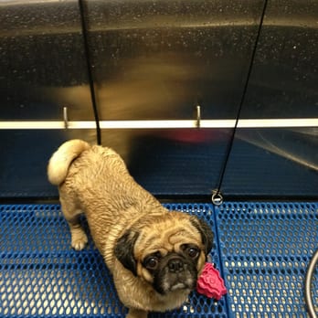 Bark Williams - Doug the Pug gettin' clean at Bark Williams! - Pet Stores Near Me - Santa Monica, California