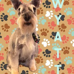Wyatt walks right in on appointments day! He used to pull NOT to go in elsewhere! He feels the love!