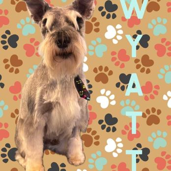 Thia Pets Grooming - Wyatt walks right in on appointments day! He used to pull NOT to go in elsewhere! He feels the love! - Pet Groomers Near Me - Centerville, Ohio