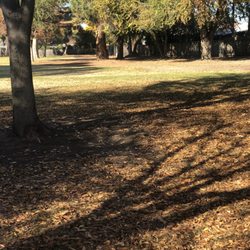 Grass, trees