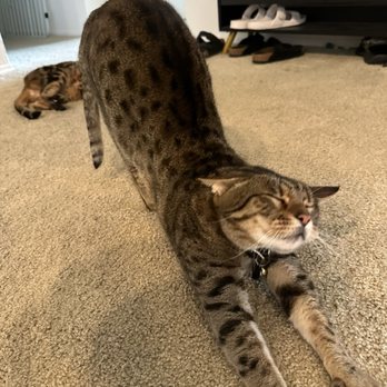 Fetch & Flight - My kitty greeting Karena - Pet Training Near Me