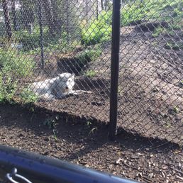 Grey wolf Grey wolf