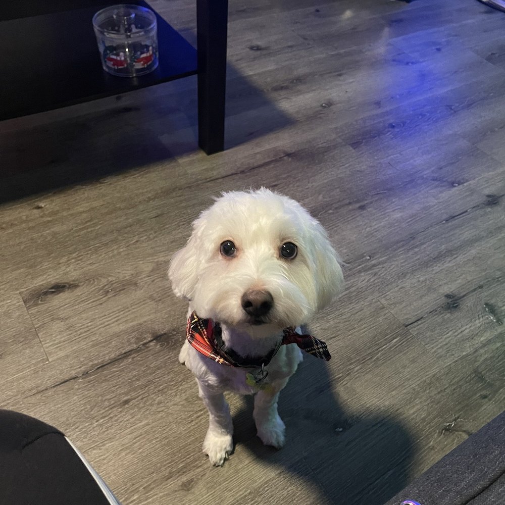Bitches N Bubbles - Pet Groomers Near Me - Long Beach, California