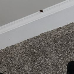 Tricon Residential - ROACHES!!!!