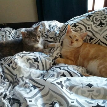 Wonder Cat Rescue - Our cat of 6 years (left) and our newly adopted cat, Leo (right) - Animal Shelters Near Me Wonder Cat Rescue - Our cat of 6 years (left) and our newly adopted cat, Leo (right) - Animal Shelters Near Me