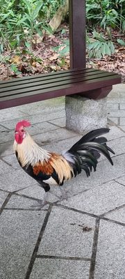 Bukit Batok Nature Park by null