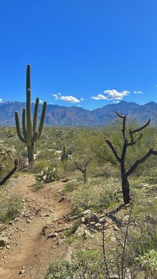 Honey Bee Canyon by null