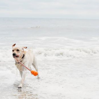 Blue Ridge Canine - Pet Training Near Me - Culpeper, Virginia Blue Ridge Canine - Pet Training Near Me - Culpeper, Virginia
