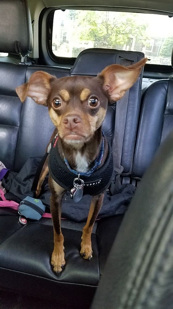 PAWPRINTS OF YONKERS 23 Photos Bronx, New York Dog Walkers Phone Number Yelp