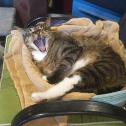 Bio Health Wellness - This is my cat, best for achy joints.