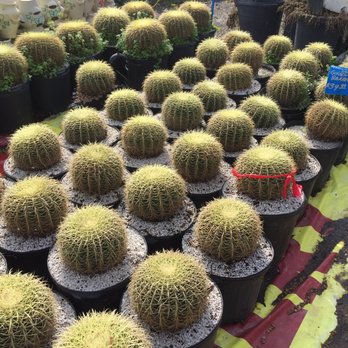 The Cactus King - Nurseries & Gardening Near Me - Houston, Texas