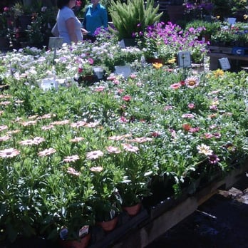 Maas Nursery - Nurseries & Gardening Near Me - Seabrook, Texas Maas Nursery - Nurseries & Gardening Near Me - Seabrook, Texas