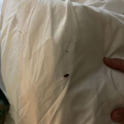 Holiday Inn Express & Suites Erie - Bed bug on the pillow where it was found.