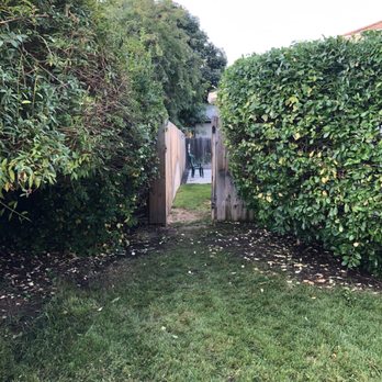 Black Star Landscaping - The gate is now clearly visible and the bushes are looking good - Landscaping Near Me Black Star Landscaping - The gate is now clearly visible and the bushes are looking good - Landscaping Near Me