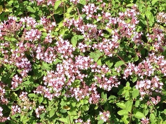 Okanagan Lavender & Herb Farm by null