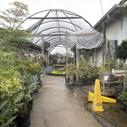 Sunscape - Greenhouse full of plants and flowers