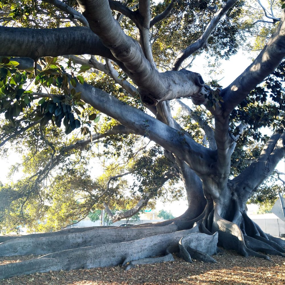 Moreton Bay Fig Tree Park - Parks Near Me - Santa Barbara, California Moreton Bay Fig Tree Park - Parks Near Me - Santa Barbara, California