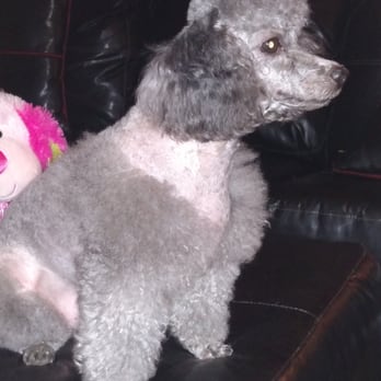 Very Important Pets - Pet Groomers Near Me - Ocala, Florida Very Important Pets - Pet Groomers Near Me - Ocala, Florida