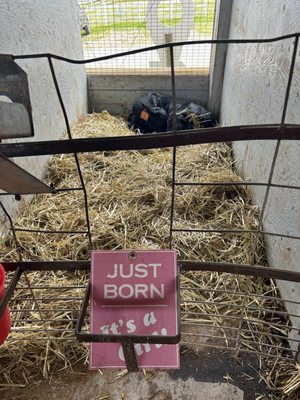 South Mountain Creamery by null